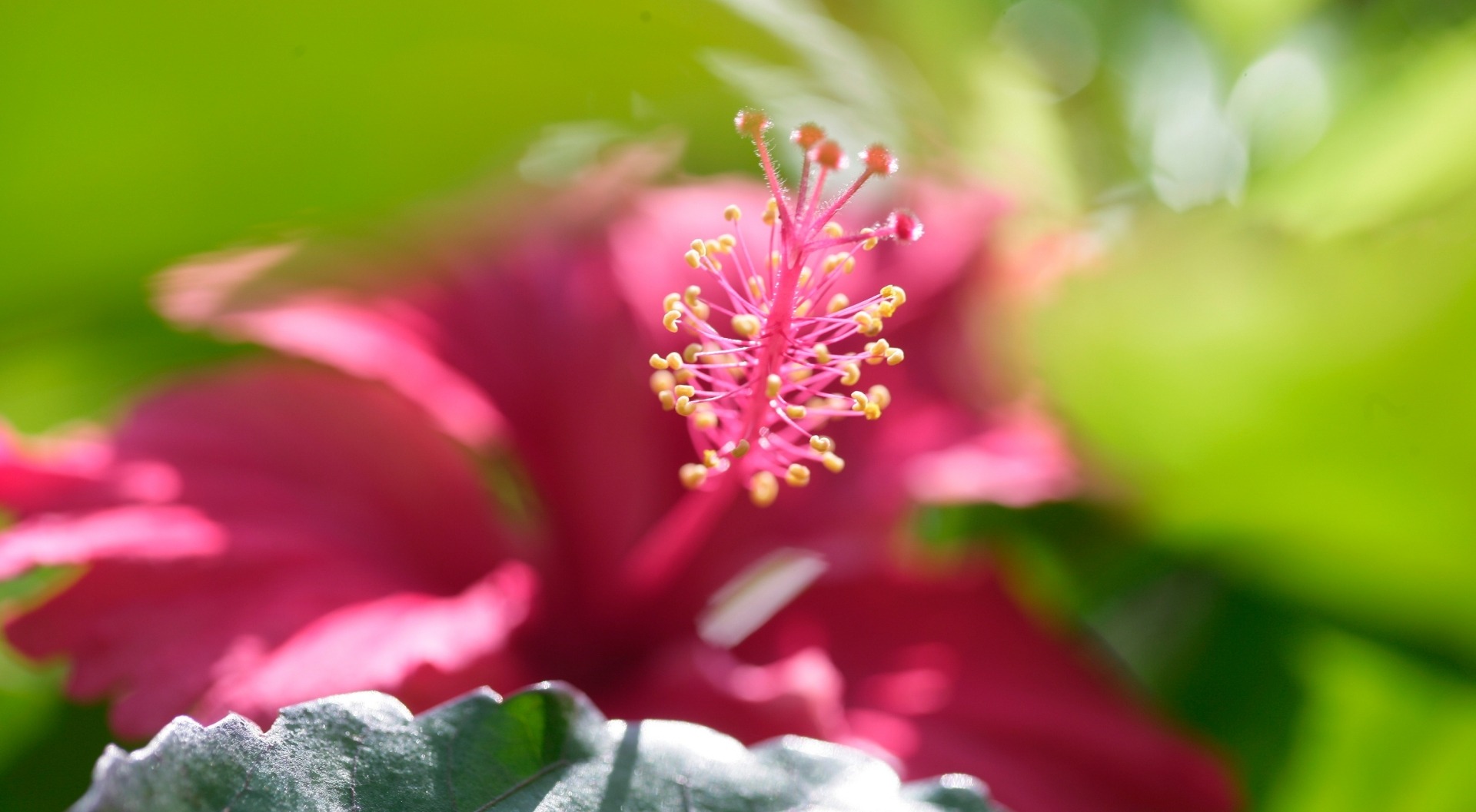 Hibiskus Hibiskusblüte im Hotelgarten